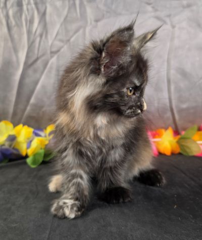 Constance orange collar black shaded torbie Maine Coon kitten photo 3