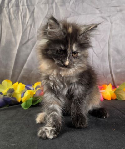 Constance orange collar black shaded torbie Maine Coon kitten photo 4