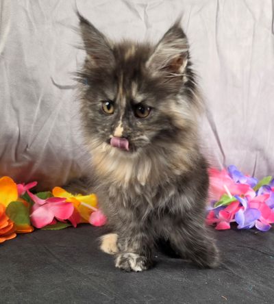 Constance orange collar black shaded torbie Maine Coon kitten photo 1