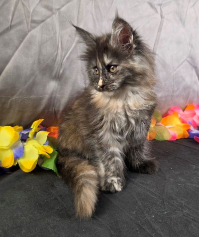 Constance orange collar black shaded torbie Maine Coon kitten photo 4