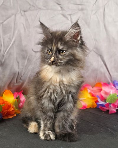 Constance orange collar black shaded torbie Maine Coon kitten photo 4