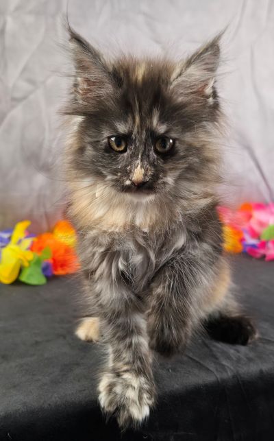 Constance orange collar black shaded torbie Maine Coon kitten photo 4