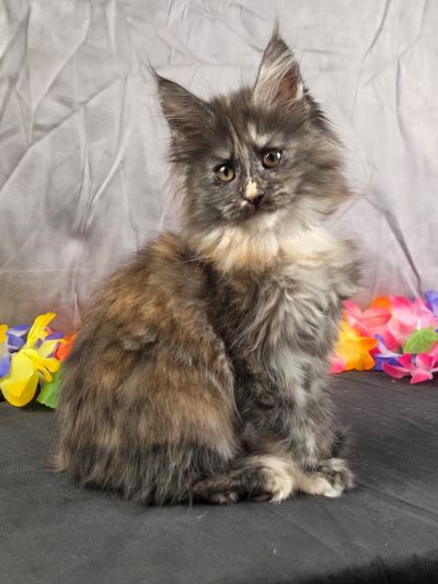Constance orange collar black shaded torbie Maine Coon kitten photo 4