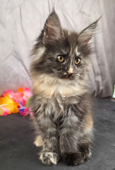Constance orange collar black shaded torbie Maine Coon kitten photo 4
