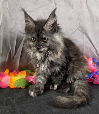 MiLady De Winter pink collar black shaded torbie Maine Coon kitten photo 1