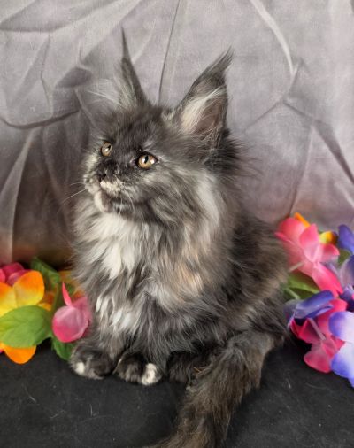 MiLady De Winter pink collar black shaded torbie Maine Coon kitten photo 2