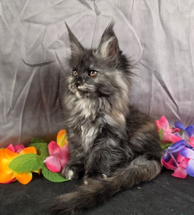 MiLady De Winter pink collar black shaded torbie Maine Coon kitten photo 3