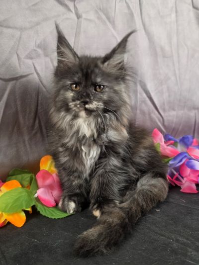 MiLady De Winter pink collar black shaded torbie Maine Coon kitten photo 4