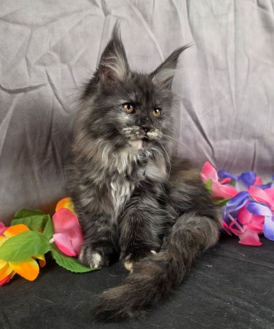 MiLady De Winter pink collar black shaded torbie Maine Coon kitten photo 4