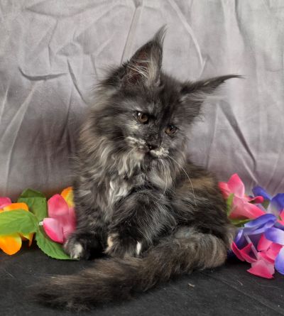 MiLady De Winter pink collar black shaded torbie Maine Coon kitten photo 4