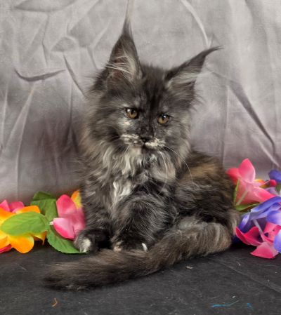 MiLady De Winter pink collar black shaded torbie Maine Coon kitten photo 4