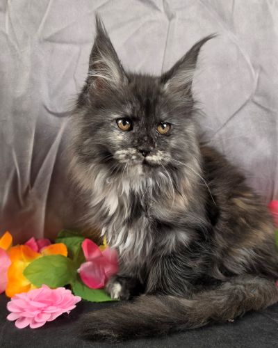 MiLady De Winter pink collar black shaded torbie Maine Coon kitten photo 4