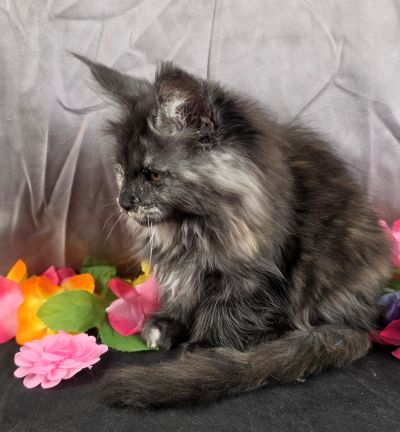 MiLady De Winter pink collar black shaded torbie Maine Coon kitten photo 4