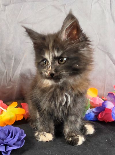 Queen Anne purple collar black shaded torbie Maine Coon kitten photo 3