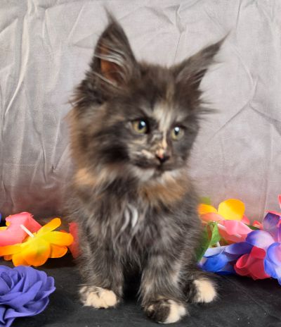 Queen Anne purple collar black shaded torbie Maine Coon kitten photo 4