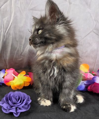 Queen Anne purple collar black shaded torbie Maine Coon kitten photo 4