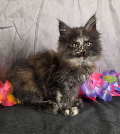 Queen Anne purple collar black shaded torbie Maine Coon kitten photo 4