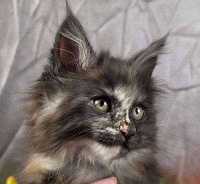 Queen Anne purple collar black shaded torbie Maine Coon kitten photo 4