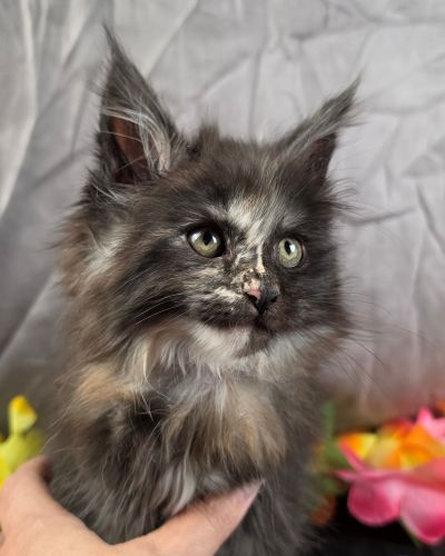 Queen Anne purple collar black shaded torbie Maine Coon kitten photo 4