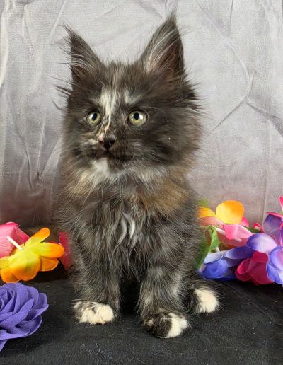 Queen Anne purple collar black shaded torbie Maine Coon kitten photo 4