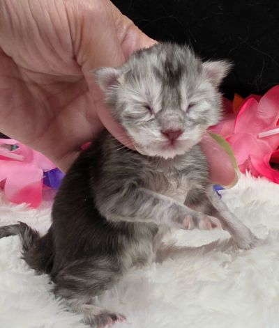 Kingsley blue silver shaded Maine Coon kitten