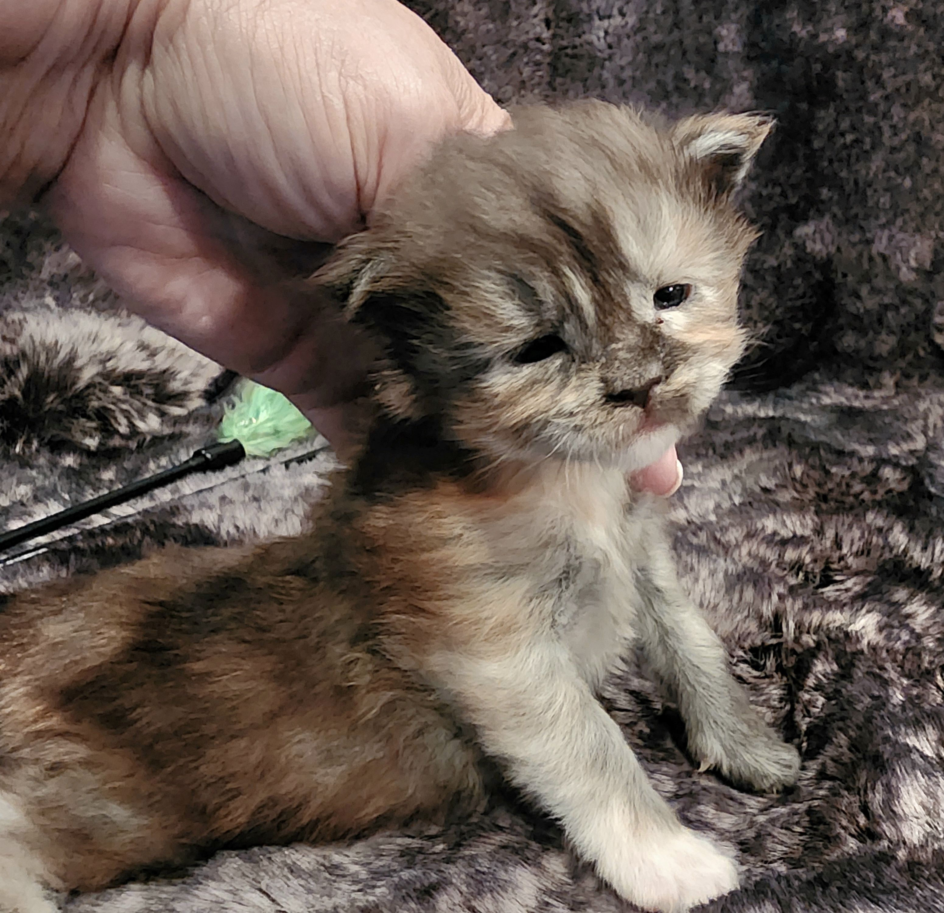 MaineCoonKittenMissFortuneAkoni05042025FPink5.jpg