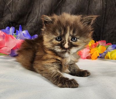 MaineCoonKittenMissFortuneAkoni05042025FPurple16.jpg