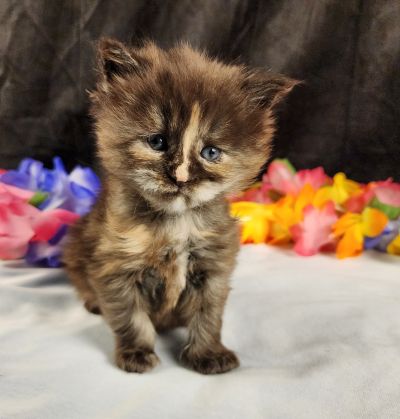 MaineCoonKittenMissFortuneAkoni05042025FPurple17.jpg