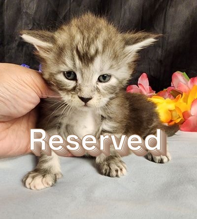 MaineCoonKittenMissFortuneAkoni05042025FWhite17Reserved.JPG