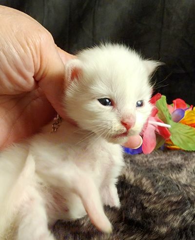 MaineCoonKittenMystiqueAkoni051825MGreen5.jpg