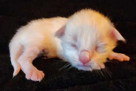MaineCoonKittenMystiqueAkoniMOrange2.jpg