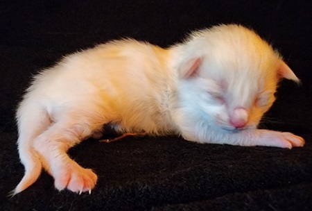MaineCoonKittenMystiqueAkoniMOrange3.jpg