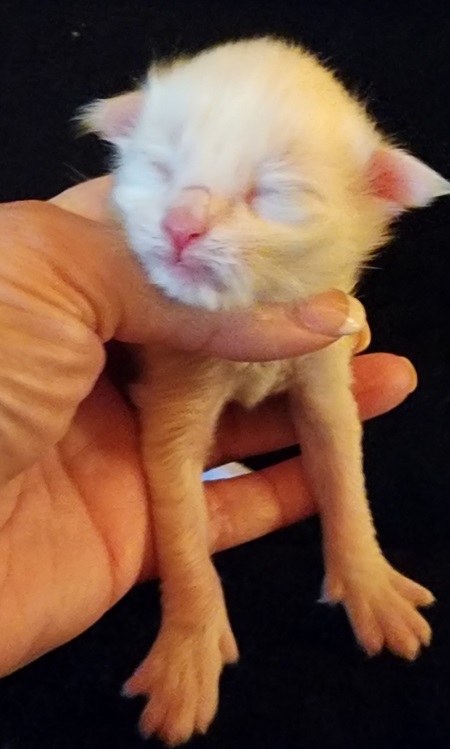 MaineCoonKittenMystiqueAkoniMOrange4.jpg