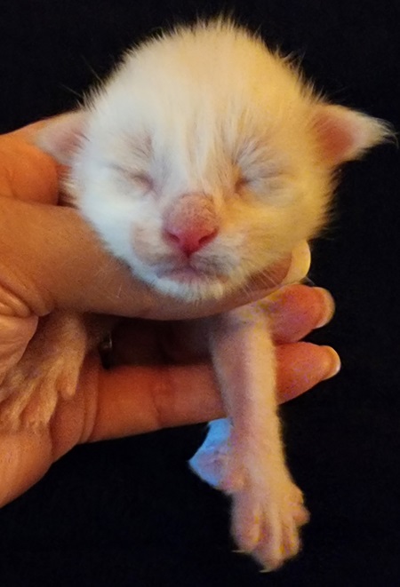 MaineCoonKittenMystiqueAkoniMWhite2.jpg