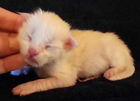 MaineCoonKittenMystiqueAkoniMWhite3.jpg