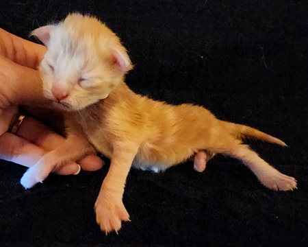 MaineCoonKittenMystiqueAkoniRedClassic1.jpg