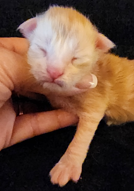 MaineCoonKittenMystiqueAkoniRedClassic2.jpg