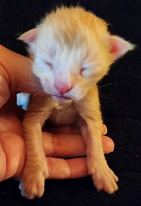 MaineCoonKittenMystiqueAkoniRedClassic3.jpg