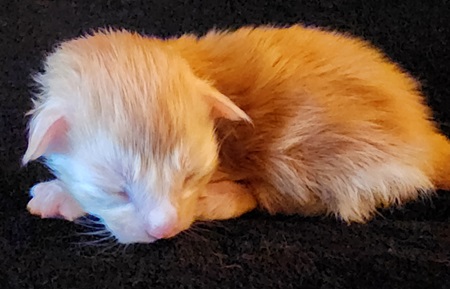MaineCoonKittenMystiqueAkoniRedClassic4.jpg