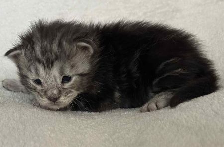 MaineCoonKittenNissiEmrysF1.jpg