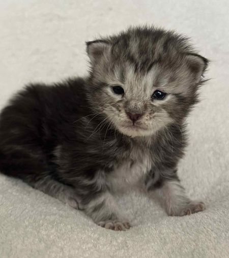 MaineCoonKittenNissiEmrysF2.jpg