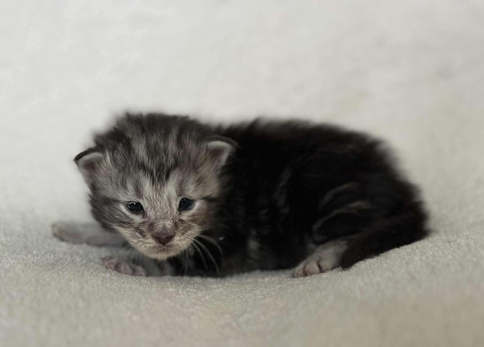 MaineCoonKittenNissiEmrysF4.jpg