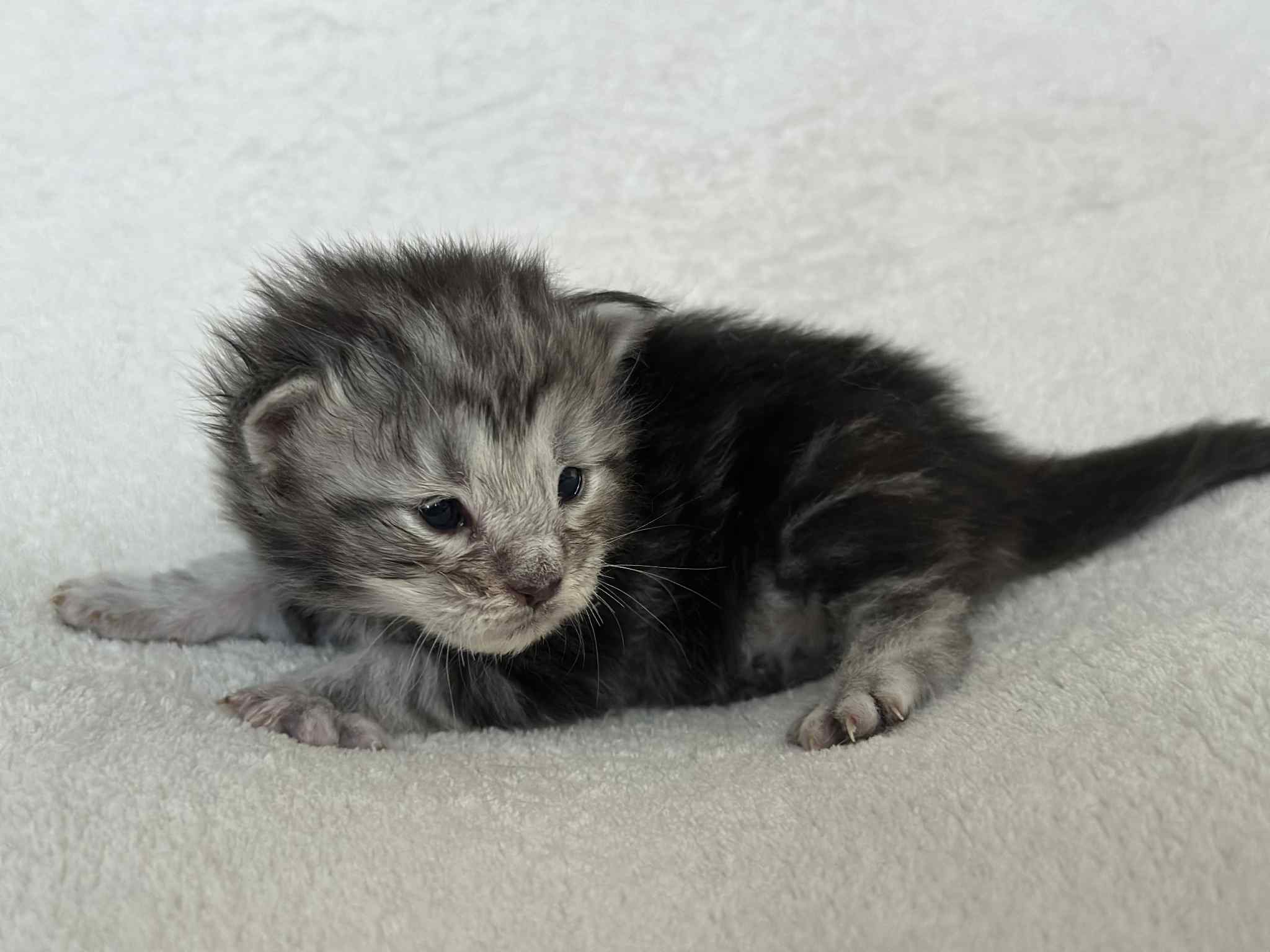 MaineCoonKittenNissiEmrysF5.jpg