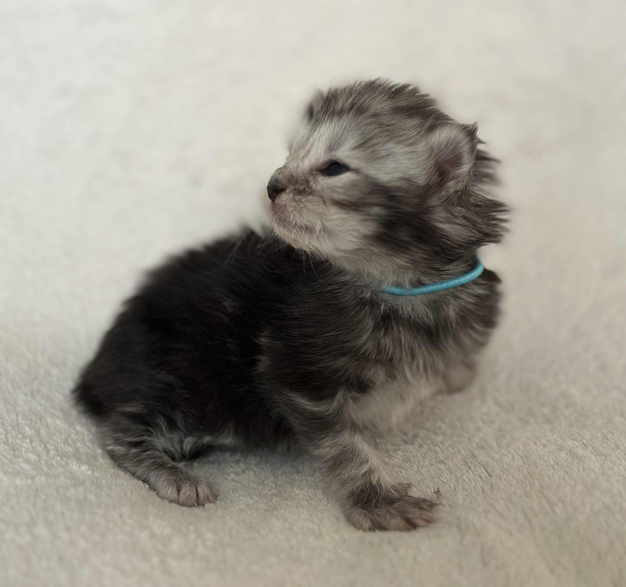 MaineCoonKittenNissiEmrysF6.jpg