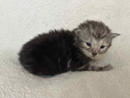 MaineCoonKittenNissiEmrysMDKBlue2.jpg