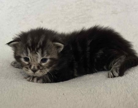 MaineCoonKittenNissiEmrysMGreen3.jpg