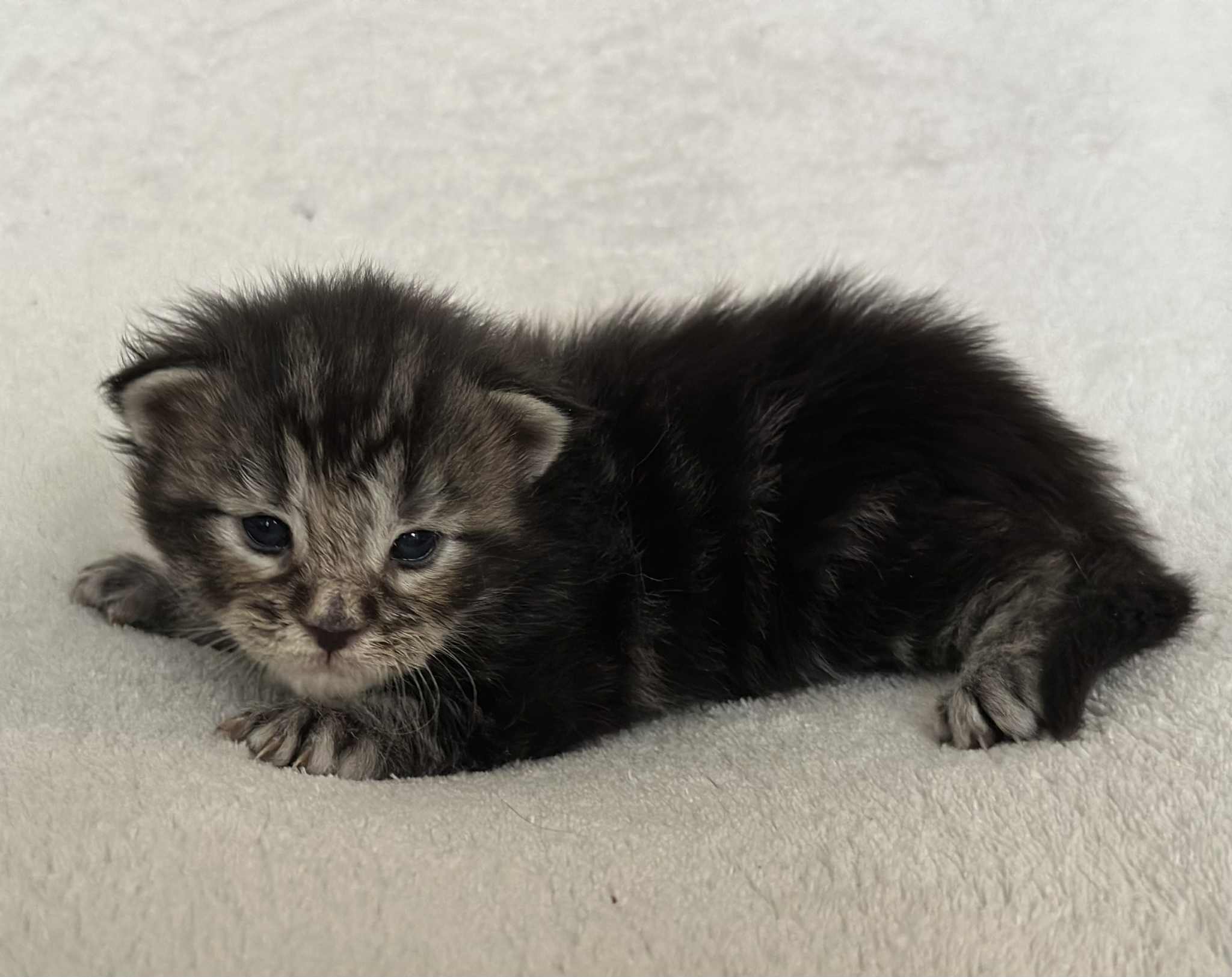 MaineCoonKittenNissiEmrysMGreen6.jpg
