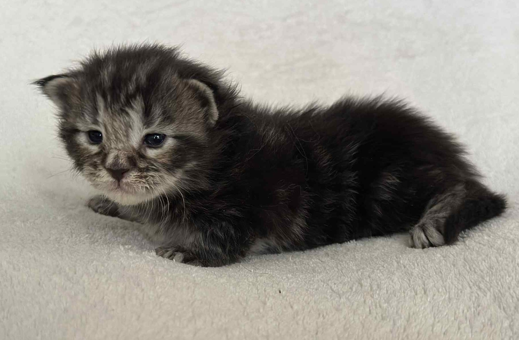 MaineCoonKittenNissiEmrysMGreen8.jpg