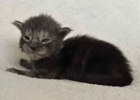 MaineCoonKittenNissiEmrysMNS1.jpg