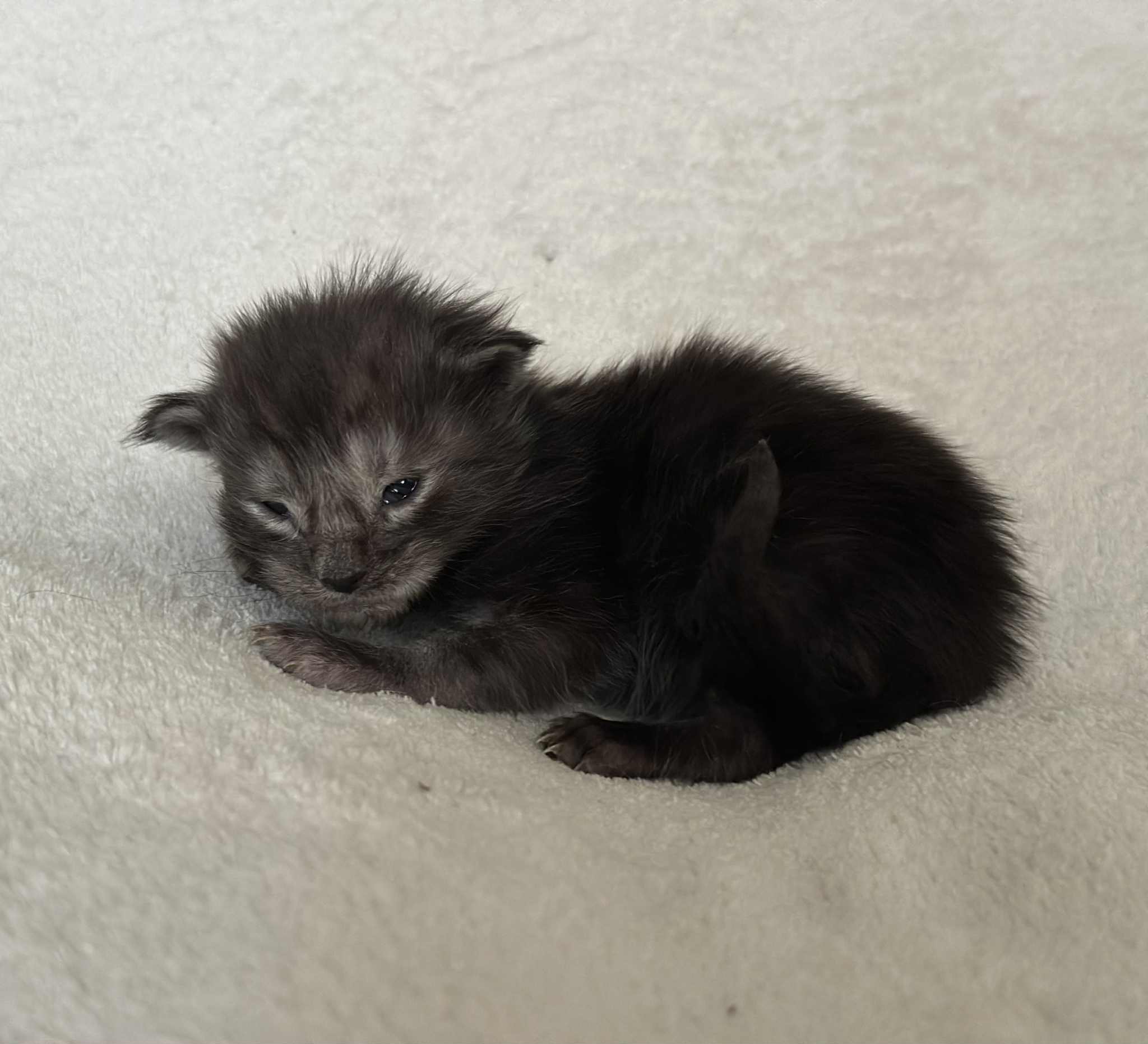 MaineCoonKittenNissiEmrysMNS2.jpg
